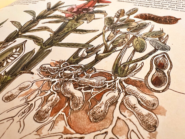 Das Buch bietet viele handgezeichnete Illustrationen zu den verschiedenen Themengebieten.